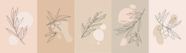 Vector Illustration Set Posters Cards Olive Branches Simple Linear Style — 스톡 벡터