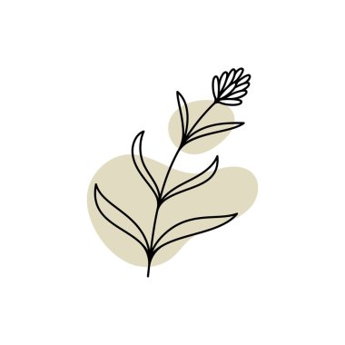 Zarif el çizimi ve minimal stilde vektör botanik şablonu. İzole nesne çiçeği. Rozetler için logosu ve damgası var. 