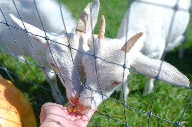 Hokkaido japan 'da çiftlik keçisi