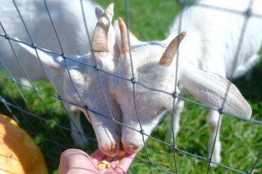 Hokkaido japan 'da çiftlik keçisi