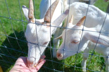 Hokkaido japan 'da çiftlik keçisi