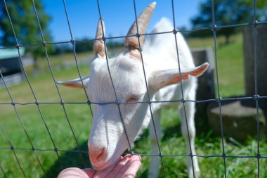 Hokkaido japan 'da çiftlik keçisi