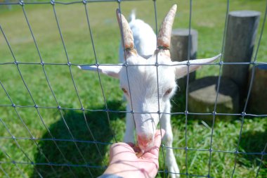 Hokkaido japan 'da çiftlik keçisi