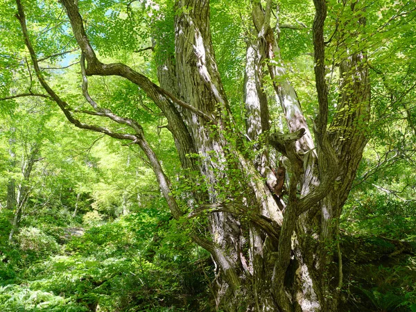 Yeşil Ormandaki Büyük Ağaç — Stok fotoğraf