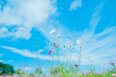 Yazın kozmos hokkaido japan