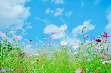 Yazın kozmos hokkaido japan