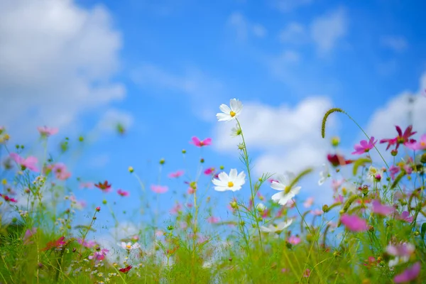 Yazın kozmos hokkaido japan
