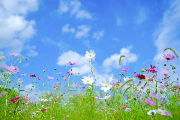 Yazın kozmos hokkaido japan