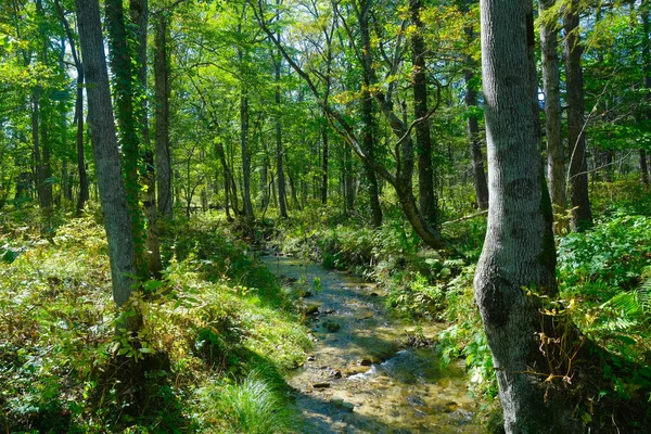 Маленькая Река Зеленом Лесу — стоковое фото