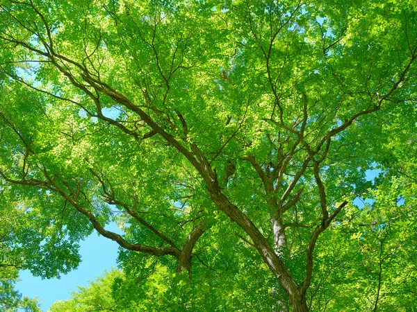 Bosque Verde Verano Hokkaido — Foto de Stock