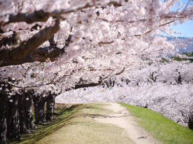 Japonya 'da kiraz çiçekleri var.