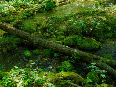 Yeşil ormandaki küçük nehir