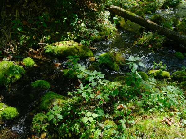 Μικρό Ποτάμι Στο Καταπράσινο Δάσος — Φωτογραφία Αρχείου
