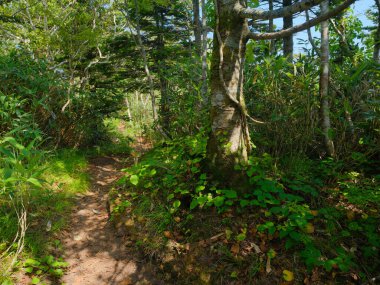 Yaz mevsiminde rebun dağ yolu