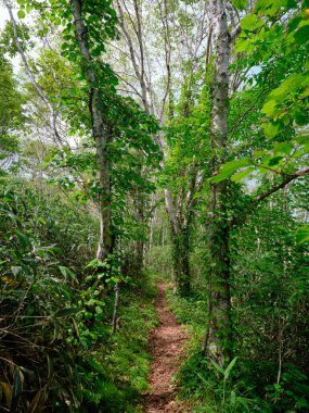 Yaz mevsiminde rebun dağ yolu