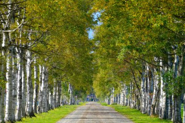 Ağaçlar sonbaharda Hokkaido 'da dizilmiş.