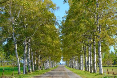 Ağaçlar sonbaharda Hokkaido 'da dizilmiş.