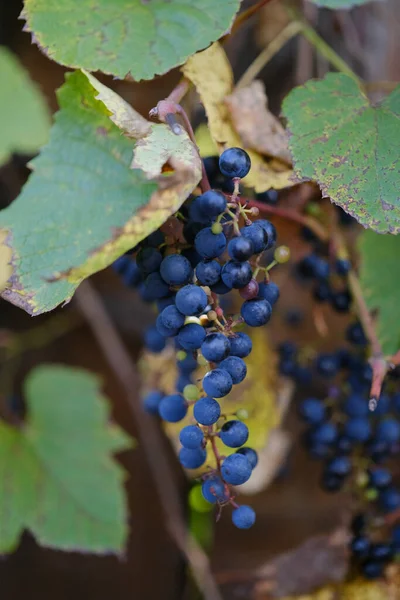 Vignoble Ikeda Hokkaido Automne — Photo