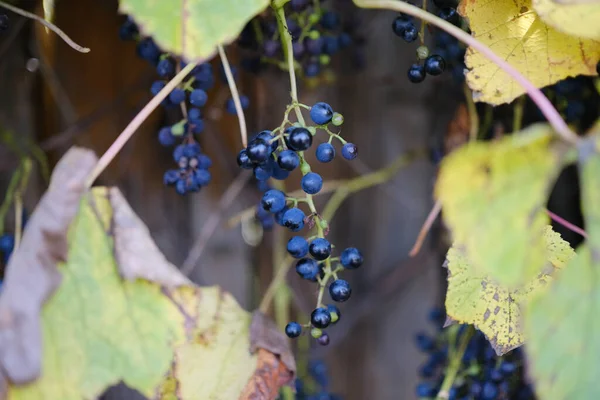 Vignoble Ikeda Hokkaido Automne — Photo