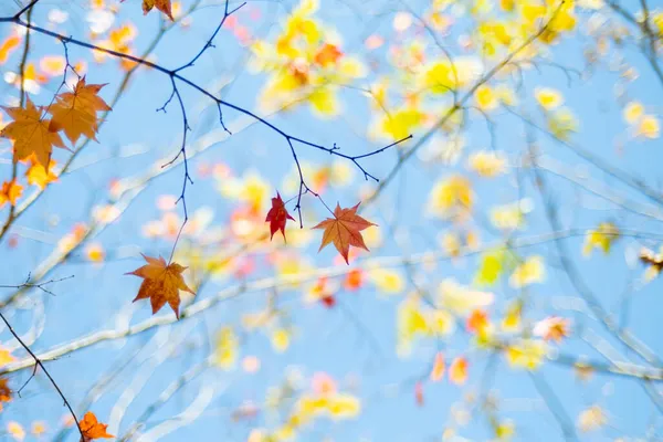 Hojas Otoño Cielo Azul —  Fotos de Stock