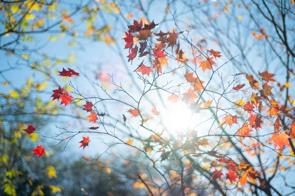 Folhas Outono Céu Azul — Fotografia de Stock