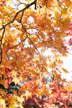 Hokkaido japan 'da sonbahar yaprakları