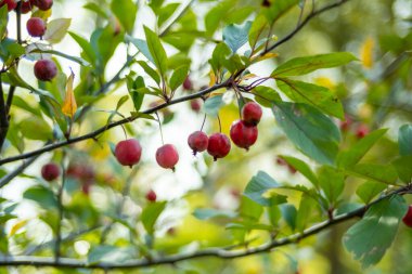 Sonbahar hokkaido japan 'ında yaban elması