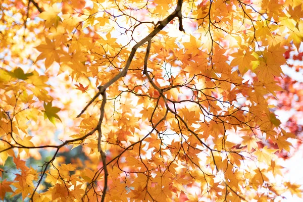 Herbst Blätter Hokkaido Japan — Stockfoto