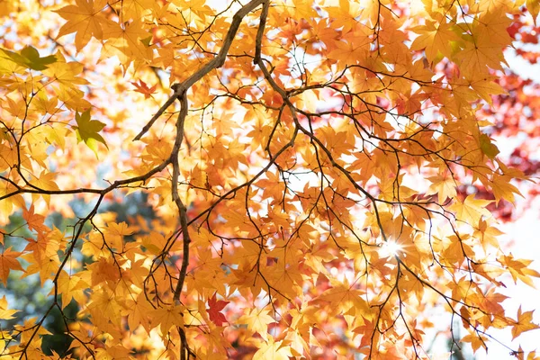 Folhas Outono Hokkaido Japão — Fotografia de Stock