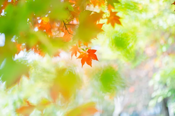 Feuilles Automne Japon Hokkaido — Photo