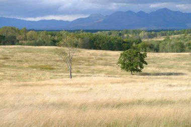 Sonbaharda solmuş ot tarlası