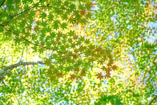 Autumn Leaves Hokkaido Japan — Stock Photo, Image