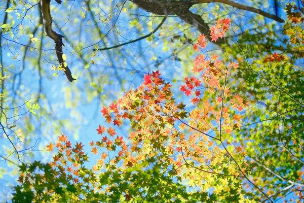 Herfstbladeren Hokkaido Japan — Stockfoto