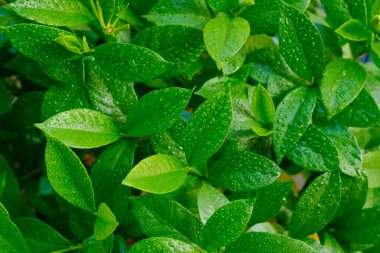 Yeşil çimenlerin üzerine yağmur damlası