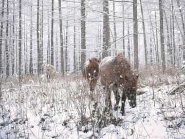 Dosanko atı kış otlağında