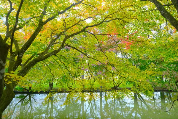 Φθινοπωρινά Φύλλα Στο Πάρκο Shimizu — Φωτογραφία Αρχείου