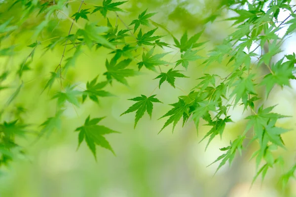 Folhas Outono Verde Hokkaido — Fotografia de Stock