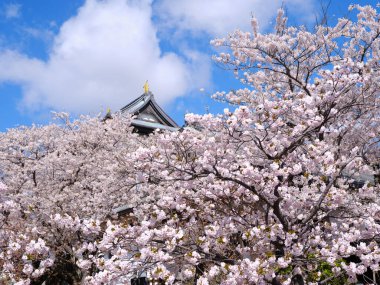 Matsumae Hokkaido 'da kiraz çiçekleri