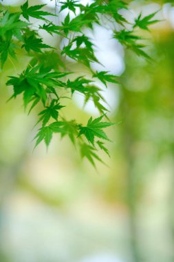 Hokkaido 'da yeşil sonbahar yaprakları