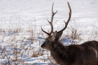 Kışın bir geyik Hokkaido