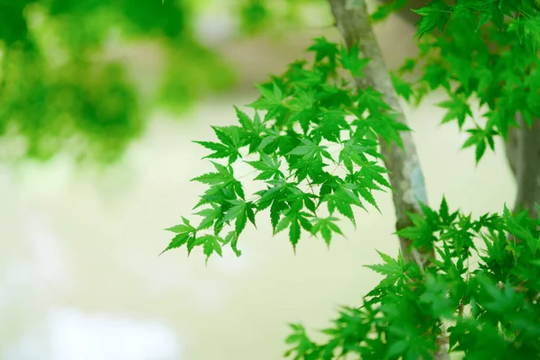 Groene Herfstbladeren Hokkaido — Stockfoto
