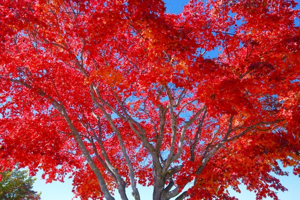 Hojas Otoño Cielo Azul — Foto de Stock