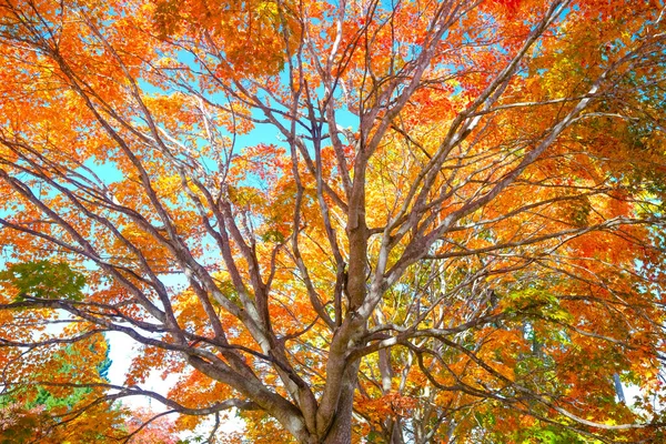 Feuilles Automne Japon Hokkaido — Photo