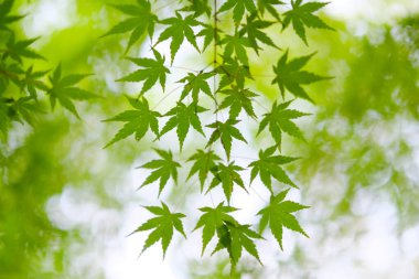 Hokkaido 'da yeşil sonbahar yaprakları