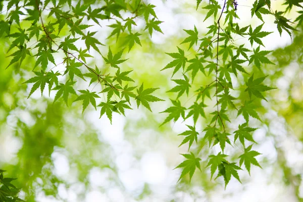 Feuilles Automne Vertes Dans Hokkaido — Photo