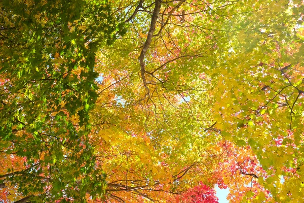 Herfstbladeren Hokkaido Japan — Stockfoto