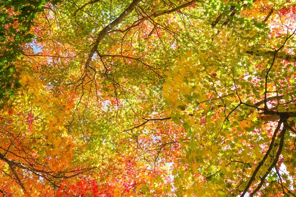 Bunte Herbstblätter Hokkaido — Stockfoto