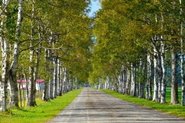 Ağaçlar sonbaharda Hokkaido 'da dizilmiş.