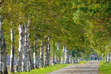 Ağaçlar sonbaharda Hokkaido 'da dizilmiş.