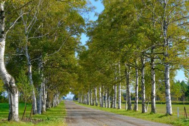 Ağaçlar sonbaharda Hokkaido 'da dizilmiş.